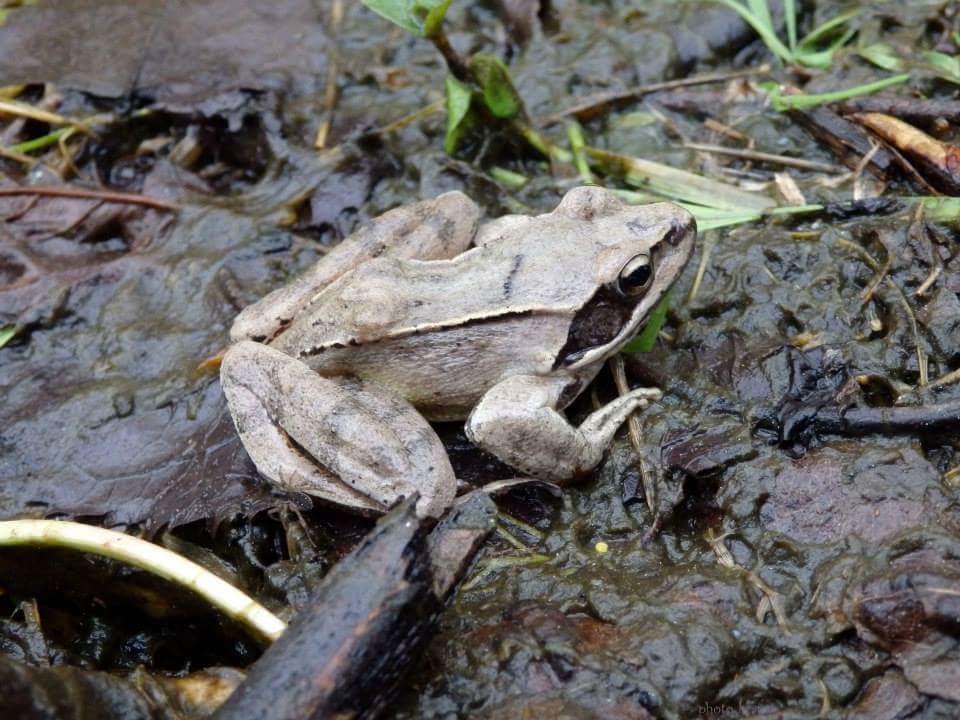 Laghetto di Montieri: biotopo meritevole!